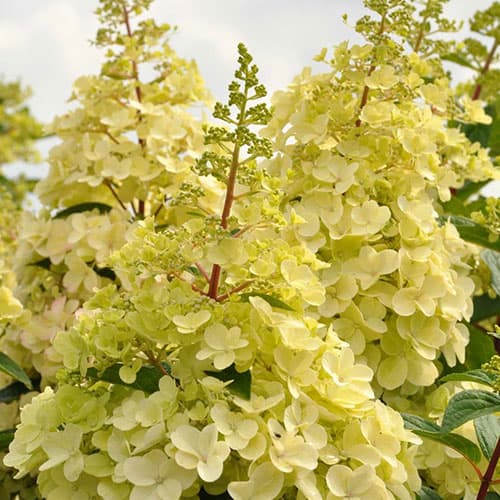 1 db, Hortenzia paniculata Candlelight - Palánták: Mod de ambalare: 1 db