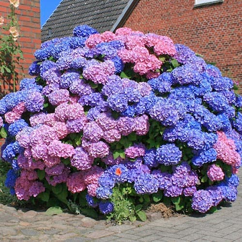 1 Pflanze(n), Gartenhortensie Bouquet Rose, P9 - Setzlinge: Ilość w opakowaniu: 1 Pflanze(n)