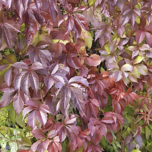 Redwall Troki Vineapple - Plântulas: Ilość w opakowaniu: 1 plant