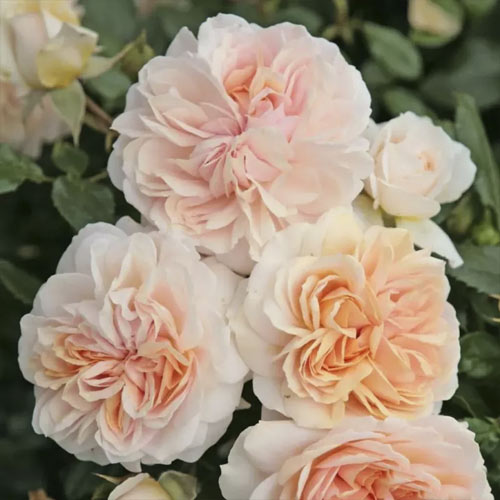 Rosa floribunda Garden of Roses , C5 - Plântulas: Ilość w opakowaniu: 1 plant
