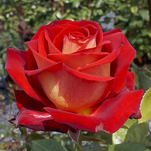 Rosa de flor grande Bicolette, root ball - Plântulas: Ilość w opakowaniu: 1 plant