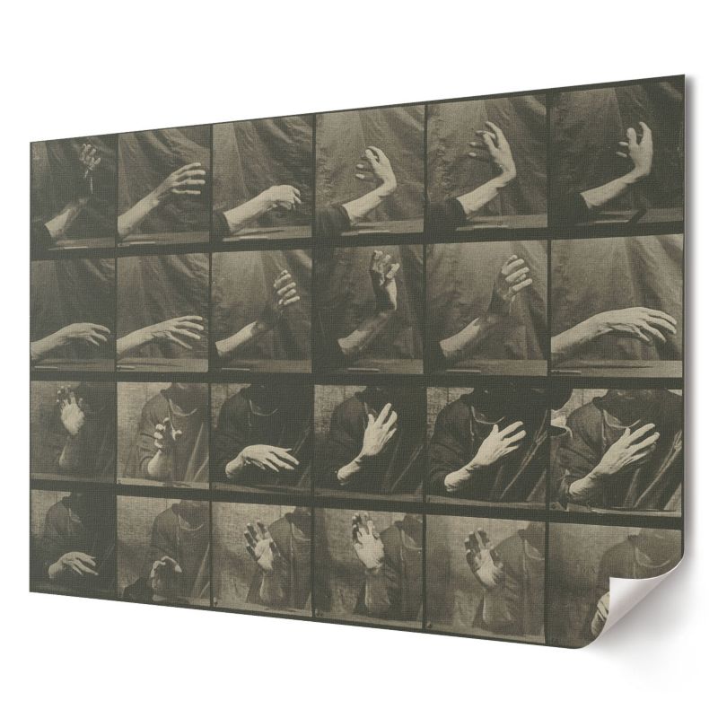 Plakat na płótnie Wallfluent Format A3 Lokomocja zwierząt Artysta Eadweard Muybridge 1 szt.