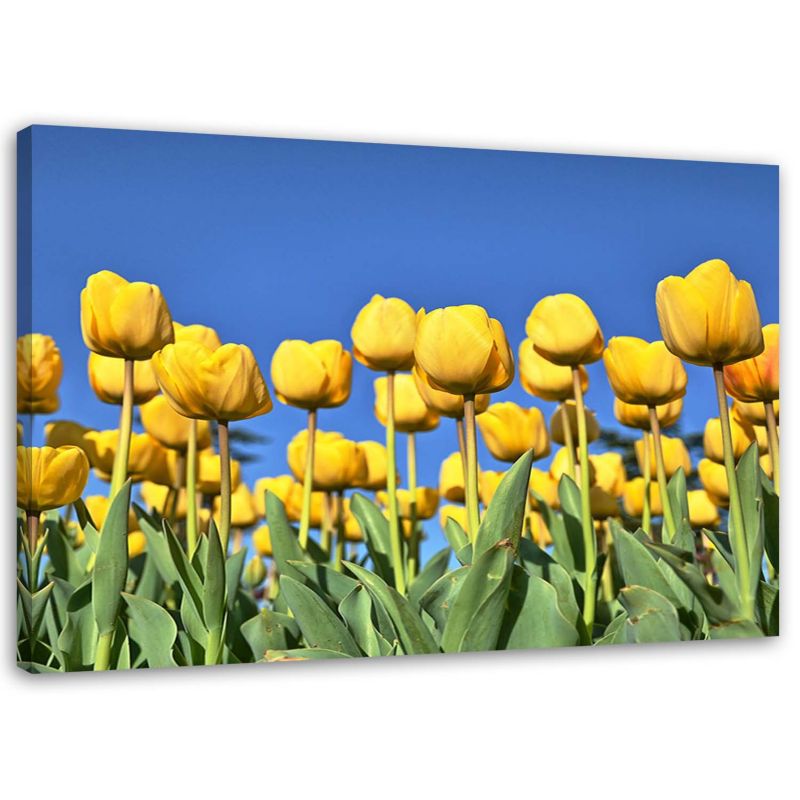 Obraz na płótnie Feeby Żółte tulipany na łące 90x60cm 1szt