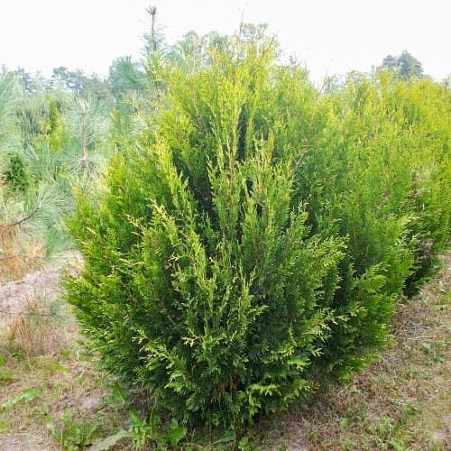 1 sadz, Żywotnik zachodni (Thuja) Kórnik - Sadzonki: Ilość w opakowaniu: 1 sadz