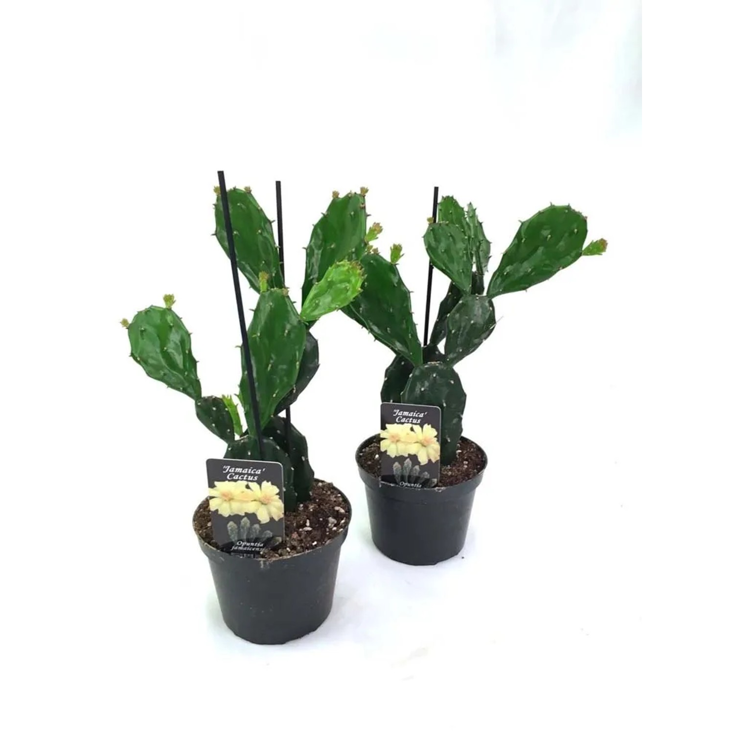 Kaktus (Cactus) Opuntia Jamaica cactus - don. 12 cm