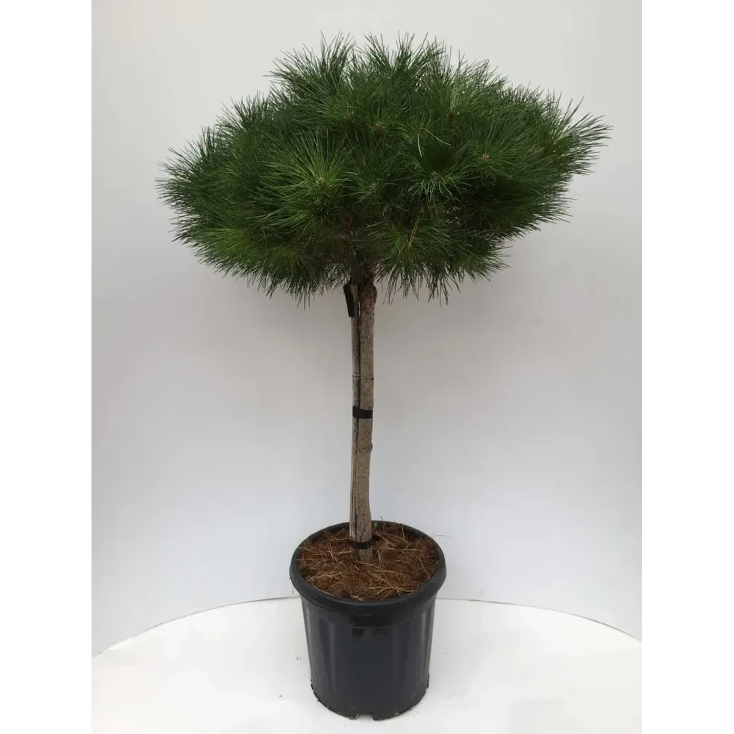 Sosna Alice Verkade - wys. 80-100 cm