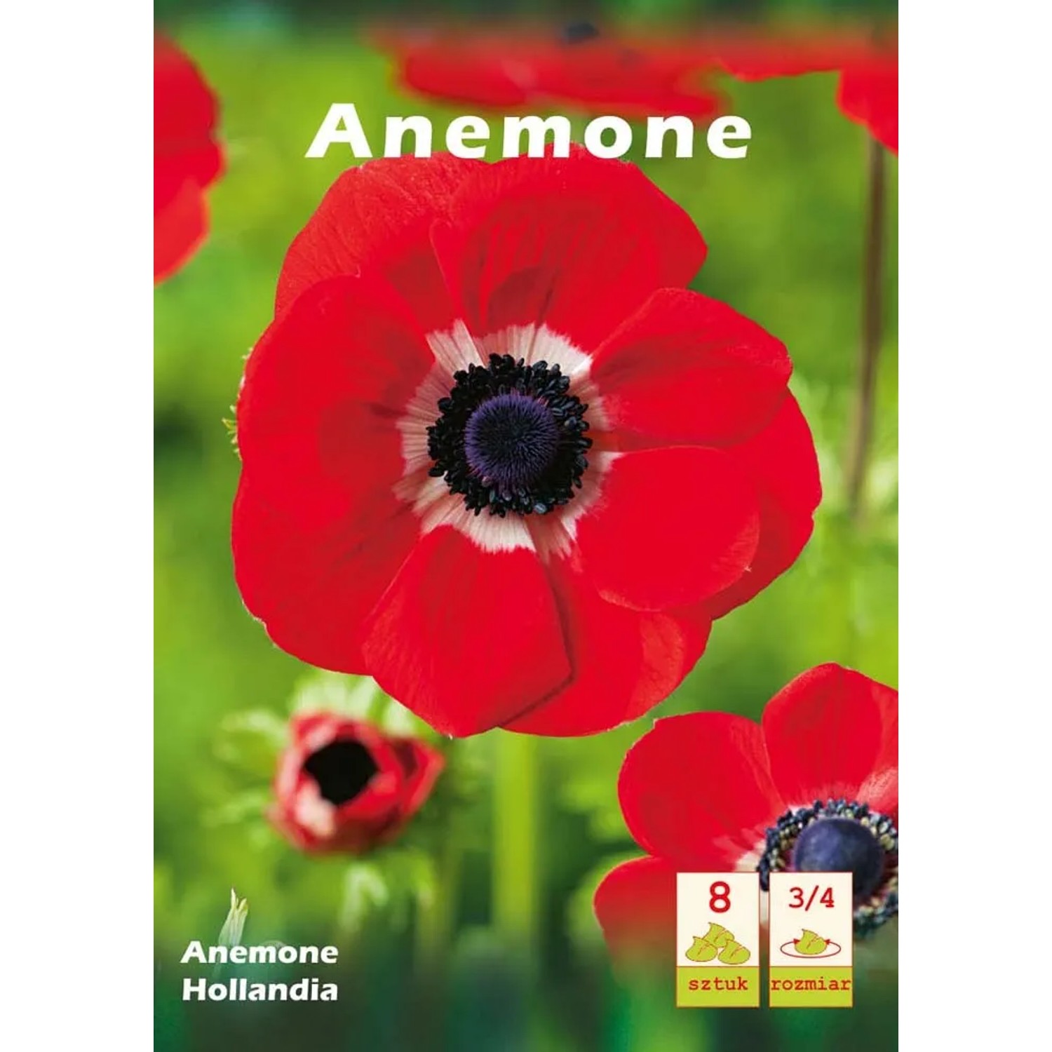 Zawilec Anemone Hollandia 8szt