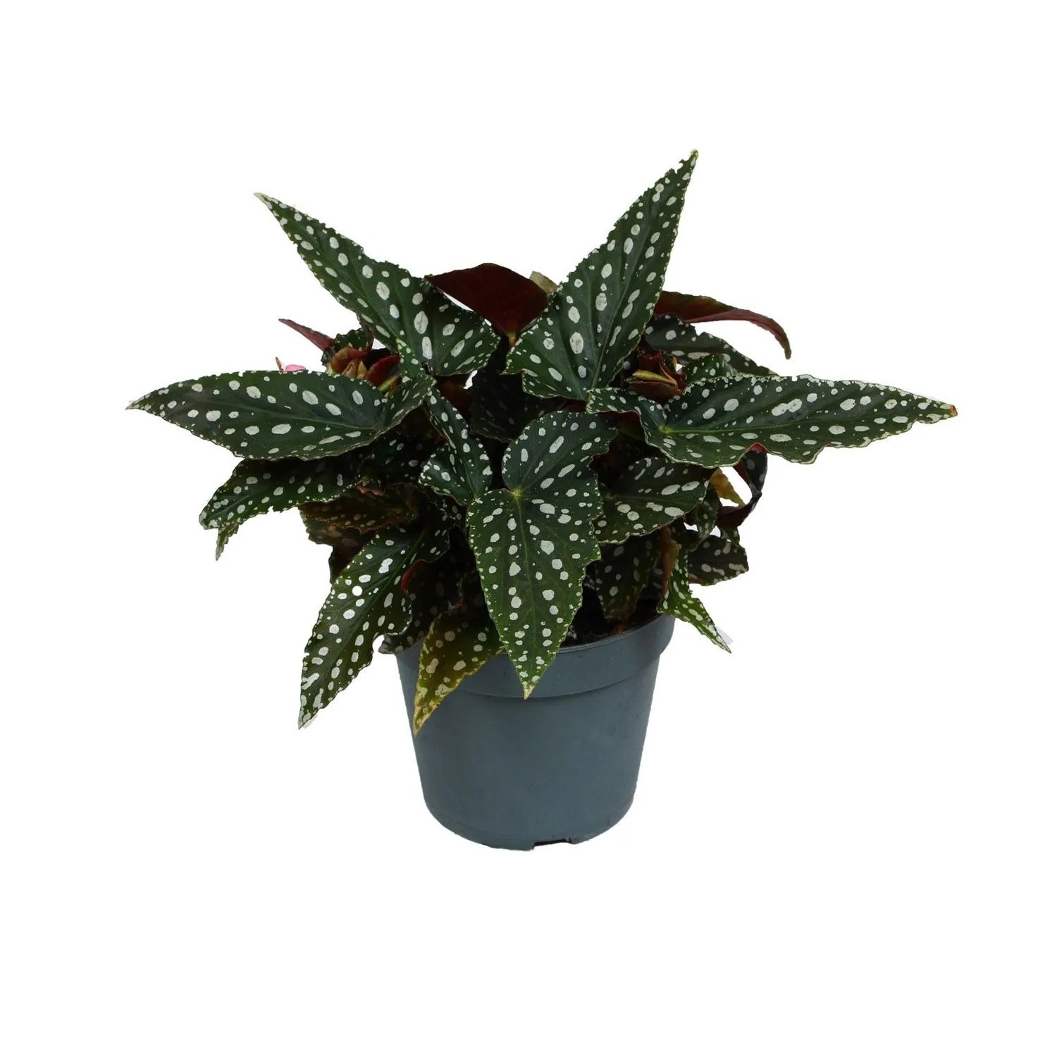 Begonia koralowa Maculata (Begonia maculata) don. 12 cm
