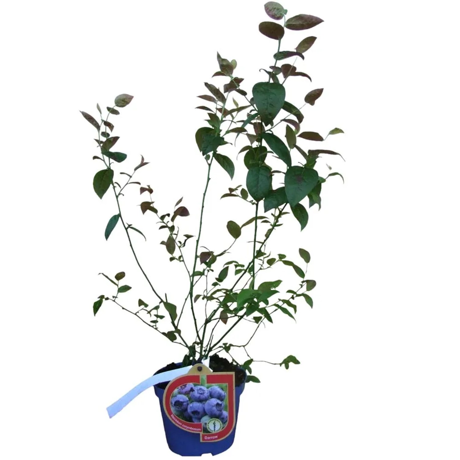 Borówka amerykańska (Vaccinium corymbosum) don. 1,5 l