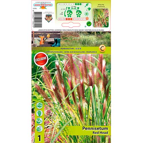 1 buc, Iarbă chinezească (Pennisetum) Red Head - Bulbi: Mod de ambalare: 1 buc