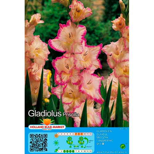 5 buc, Gladiole Priscilla - Bulbi: Mod de ambalare: 5 buc
