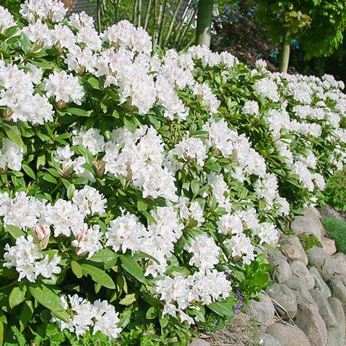 Rododendron Cunningham`s White - : Monžstvo balíkov: 1 sad