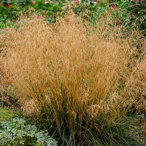 Deschampsia Caespitosa Northern Lights - : Monžstvo balíkov: 1 sad