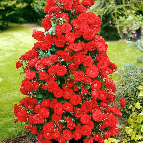1 Pflanze(n), Kletterrose Rot, root ball - Setzlinge: Ilość w opakowaniu: 1 Pflanze(n)