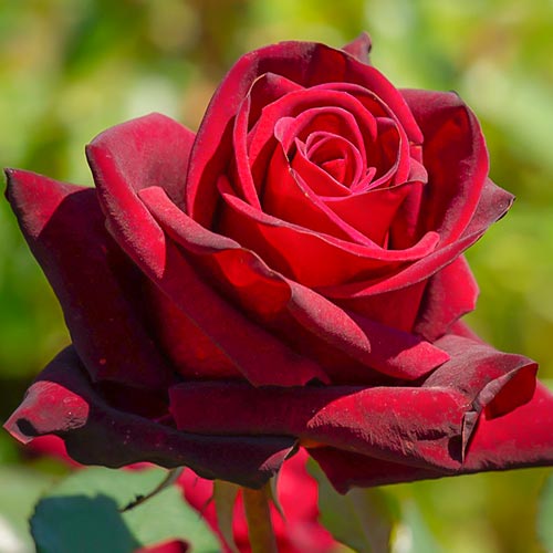 1 none, Großblumige Rose rotbraun - Setzlinge: Ilość w opakowaniu: 1 none