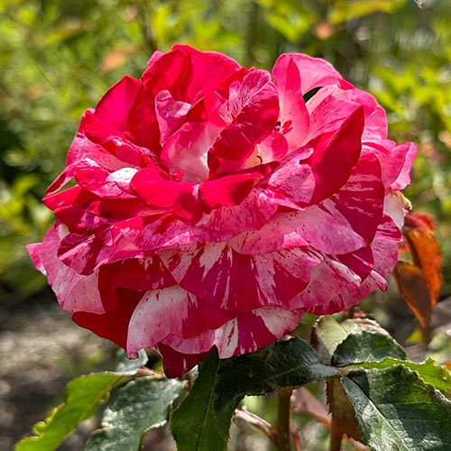 Rosa de flor grande Rock-Roll - Plântulas: Ilość w opakowaniu: 1 plant