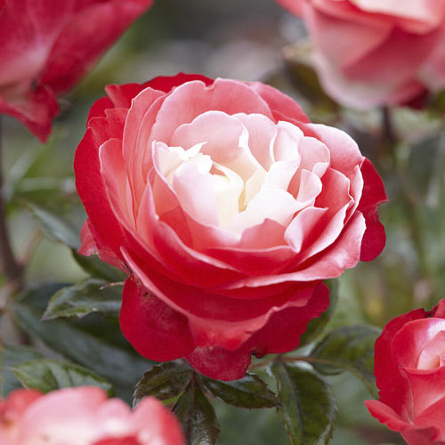 Rosa de flor grande Nostalgie , C5 - Plântulas: Ilość w opakowaniu: 1 plant