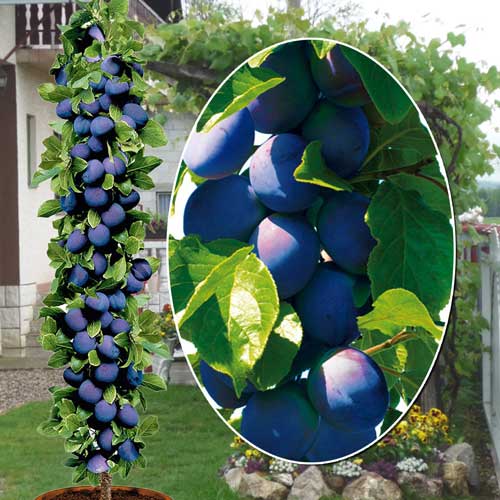 Ameixa colunar Fruca , C2 - Plântulas: Ilość w opakowaniu: 1 plant