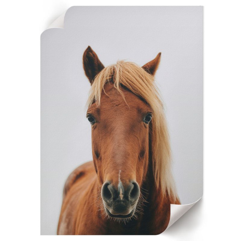 Plakat Do Salonu ArtPrintCave 42x59,5 cm Koń portret Nyra 1 szt.