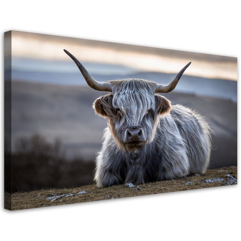 Obraz na płótnie Feeby Leżąca Krowa Szkocka 80x40cm 1szt