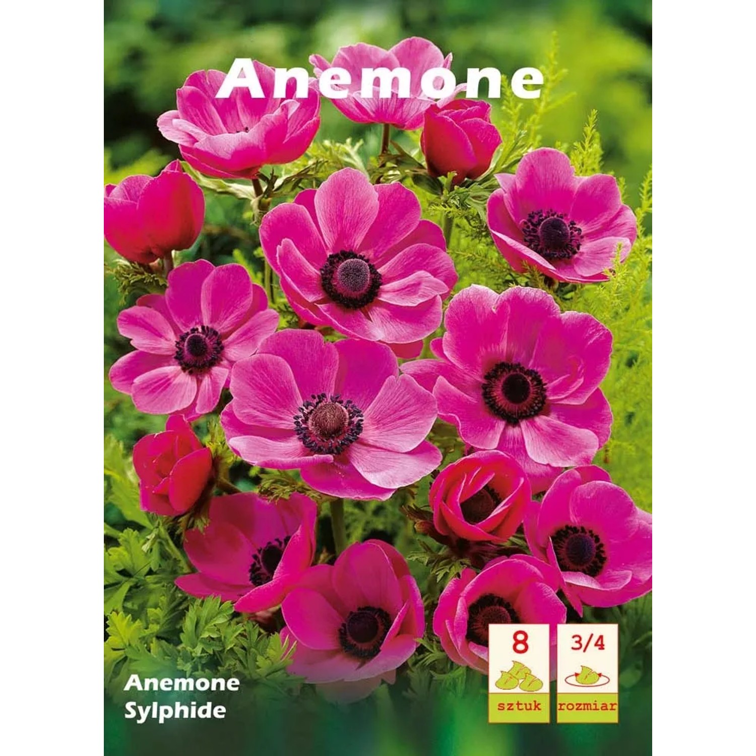 Zawilec Anemone Sylphide 8szt