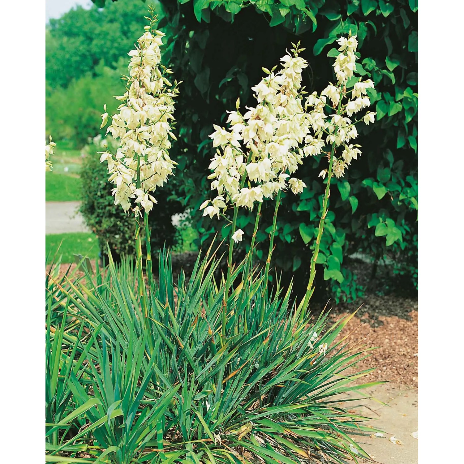 Juka karolińska (Yucca filamentosa)
