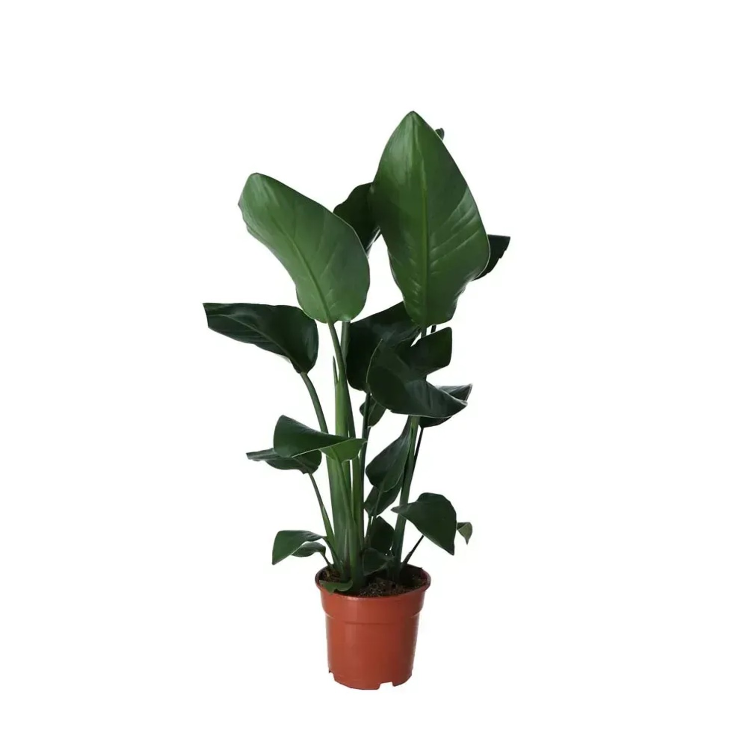 Strelicja biała (Strelitzia Nicolai) - don. 19 cm