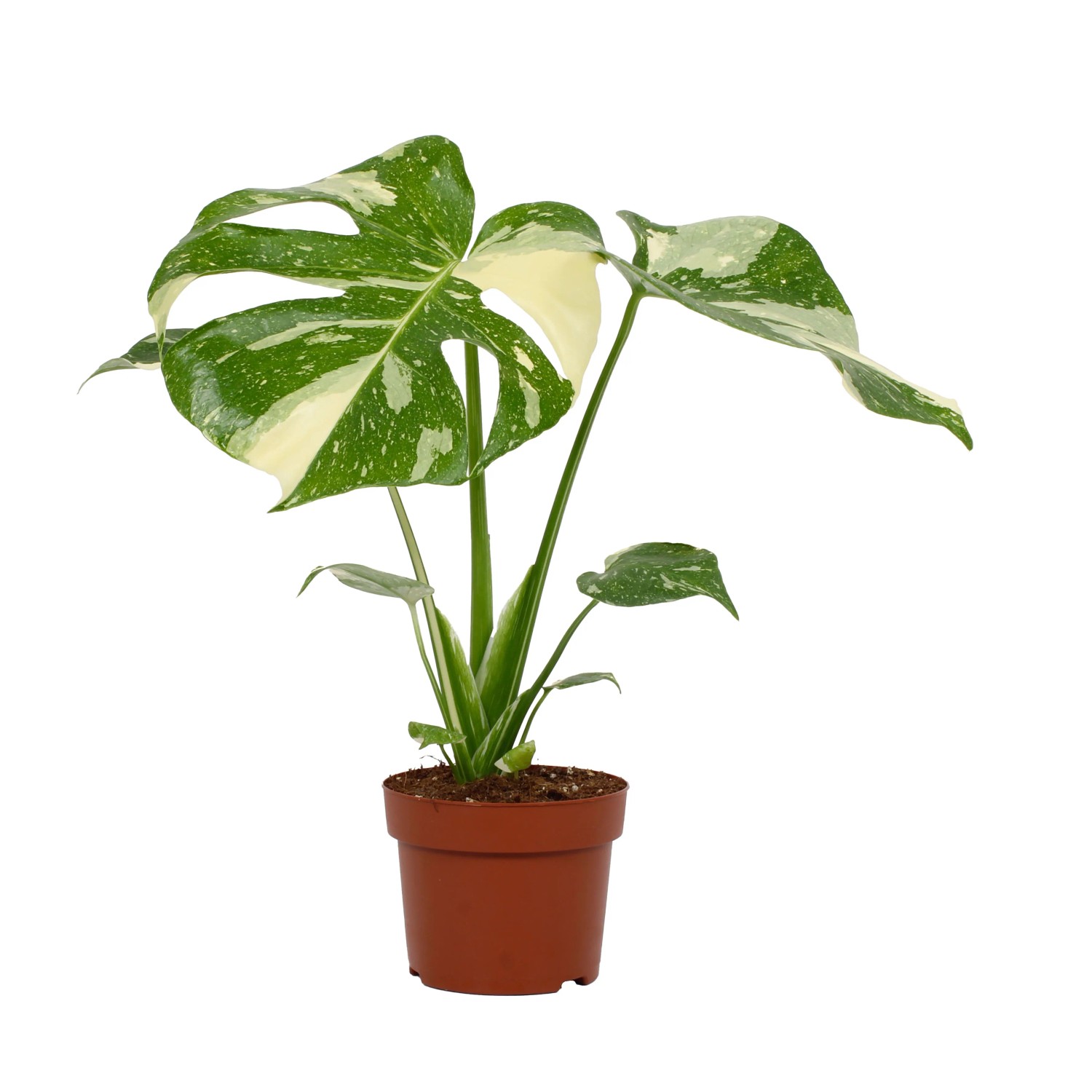 Monstera (Thai Constellation) don. 12 cm