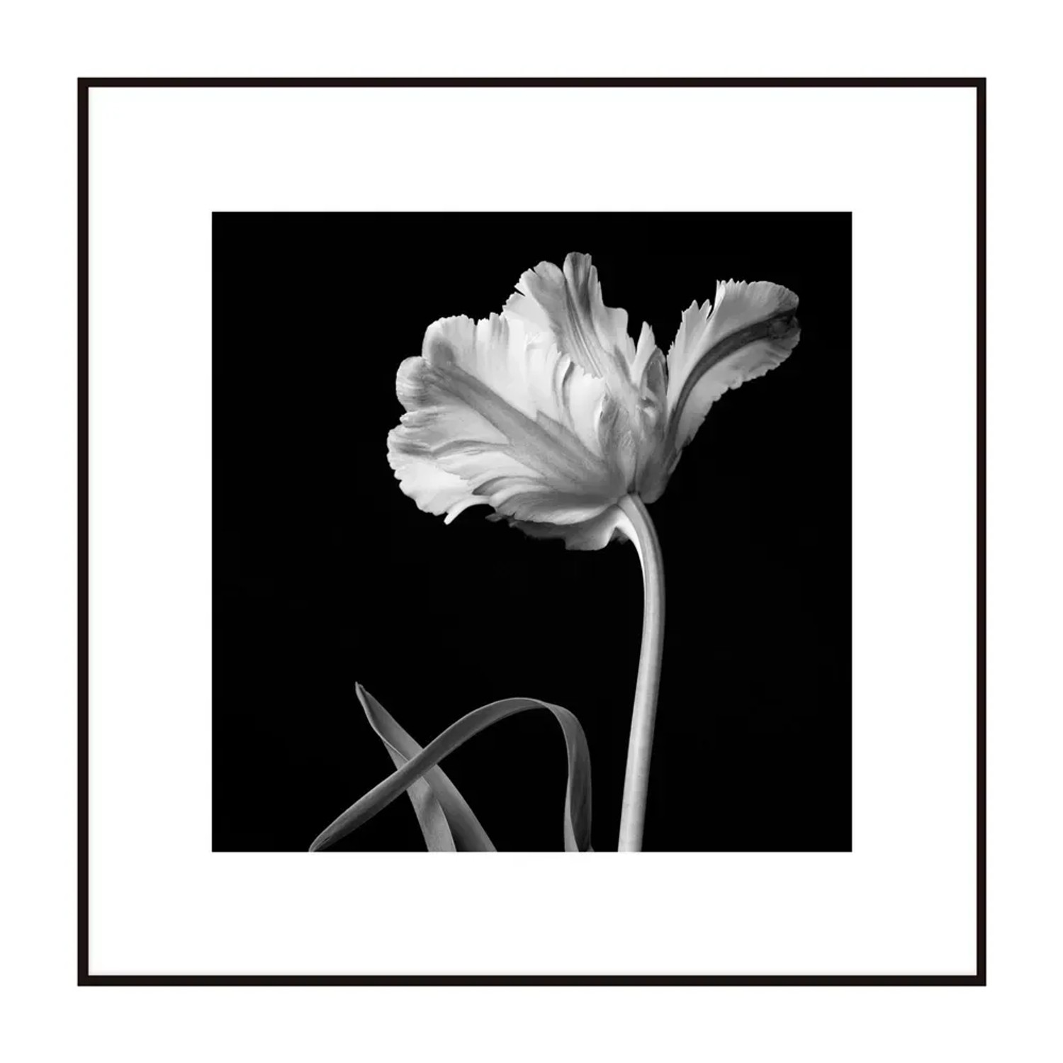 Obraz Artbox TULIP 50 cm x 50 cm