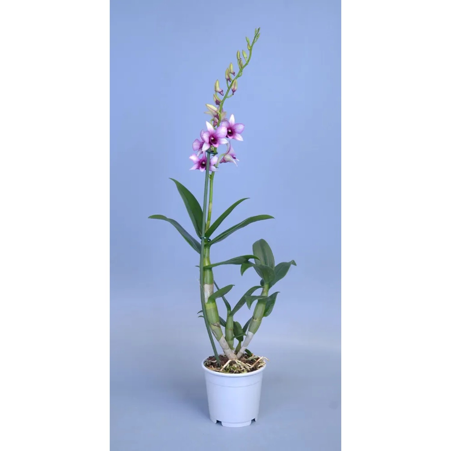 Storczyk 1pęd róż/biel 50cm don. 11cm