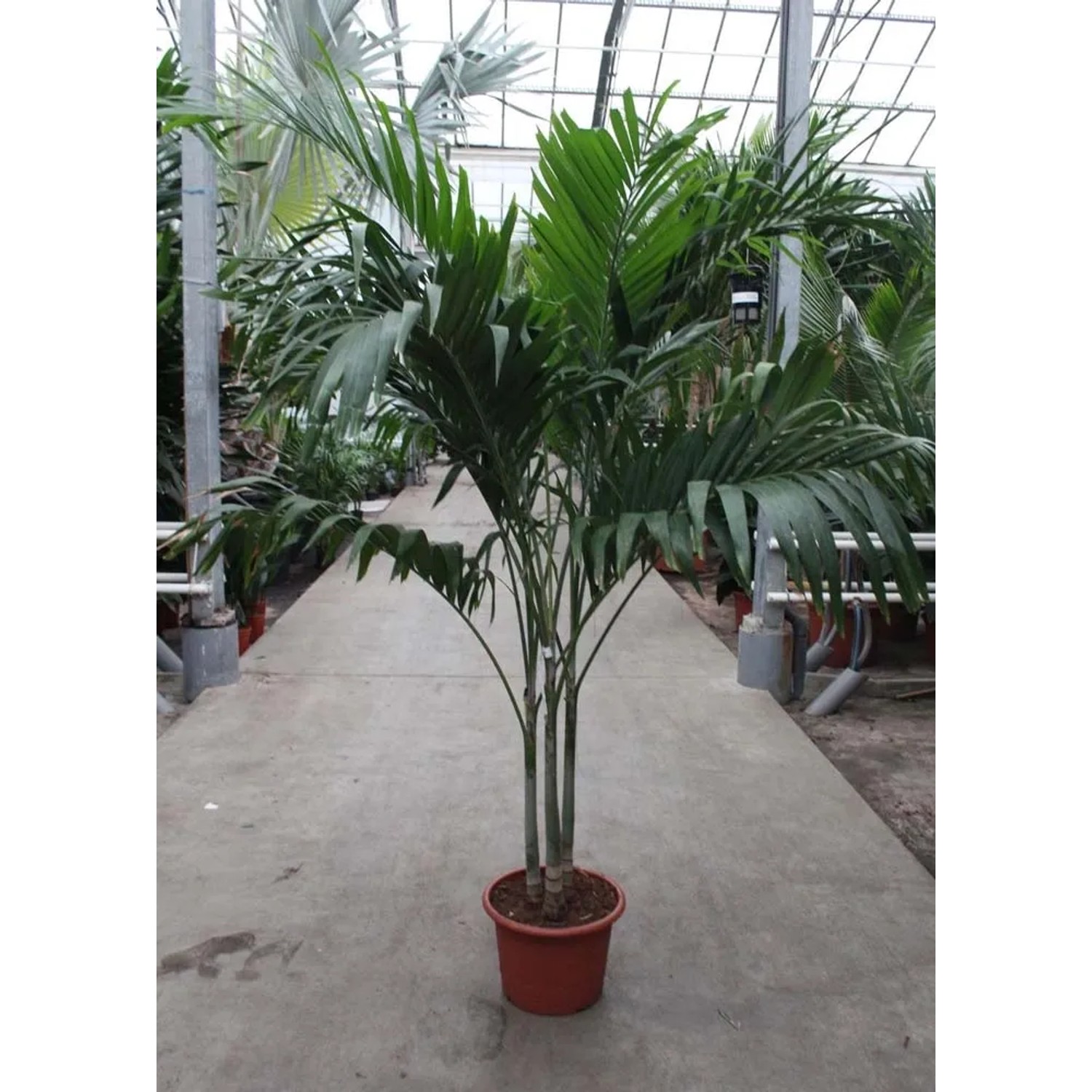 Palma (Veitchia Merrillii) wys. 220 cm don. 45 cm