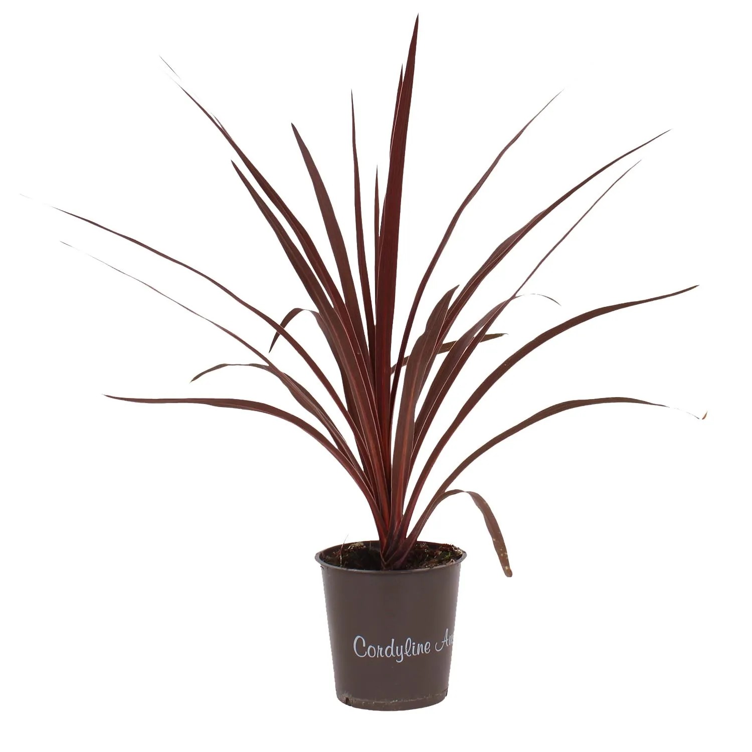 Kordylina australijska (Cordyline Red Star) don. 12 cm