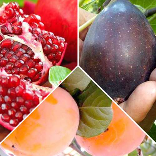 3 buc, Ofertă specială! Pomi fructiferi Exotic mix, set de 3 soiuri - Puieți: Mod de ambalare: 3 buc
