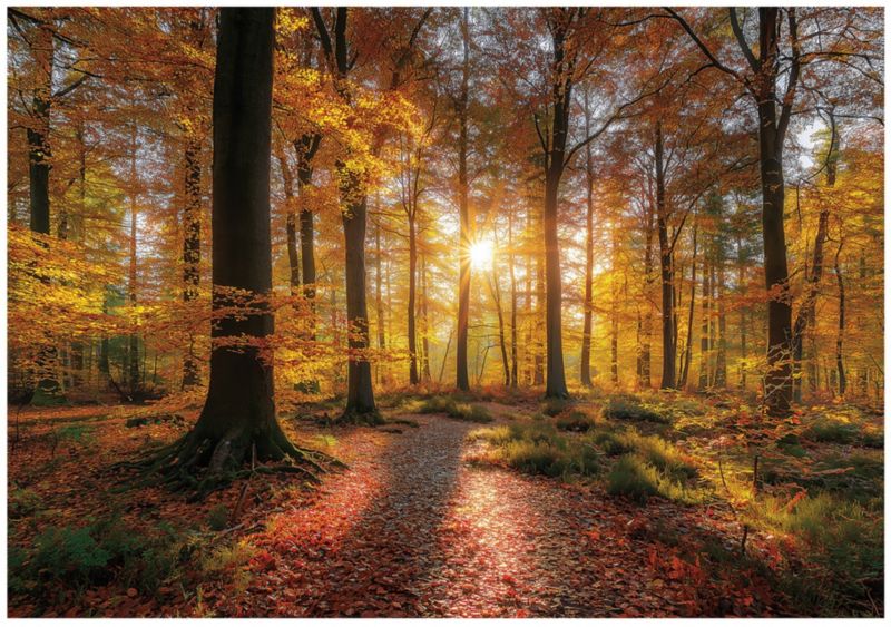 Fototapeta WALLARENA Do Sypialni Salonu Na Flizelinie Las Natura Drzewa Brązowy 350x250 cm 16113VX7 1 szt.