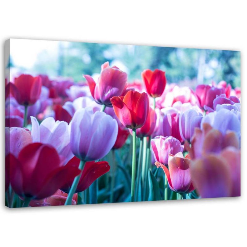 Obraz na płótnie Feeby Łąka tulipanów 45x30cm 1szt