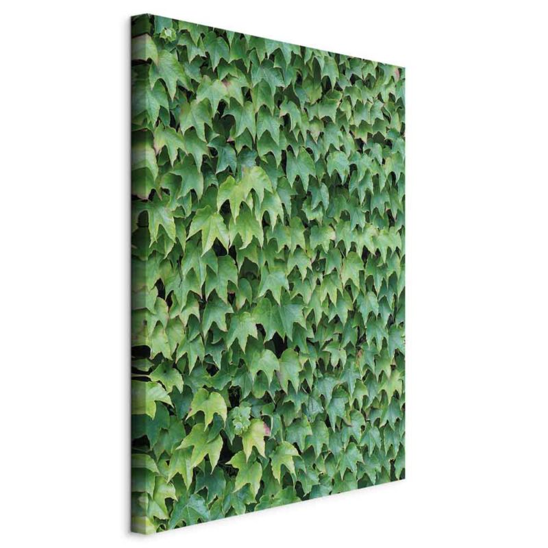 Obraz Artgeist Bluszcz 40 x 60 cm płótno włoskie 1 szt
