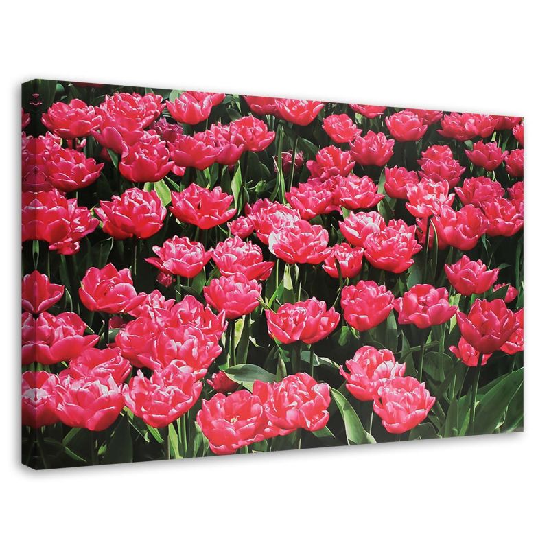 Obraz na płótnie Feeby Różowe tulipany w ogrodzie 30x20cm 1szt