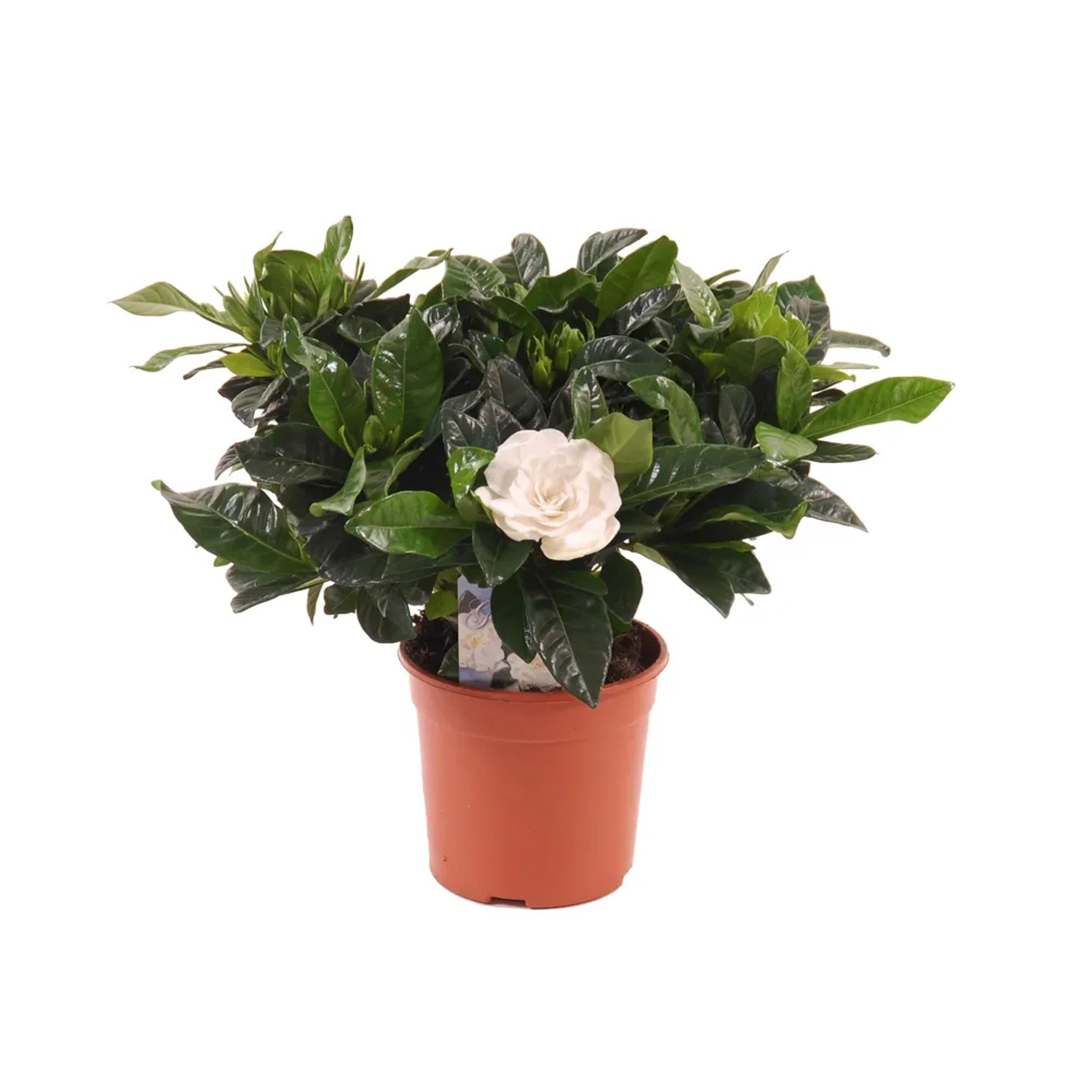 Gardenia don. 13cm