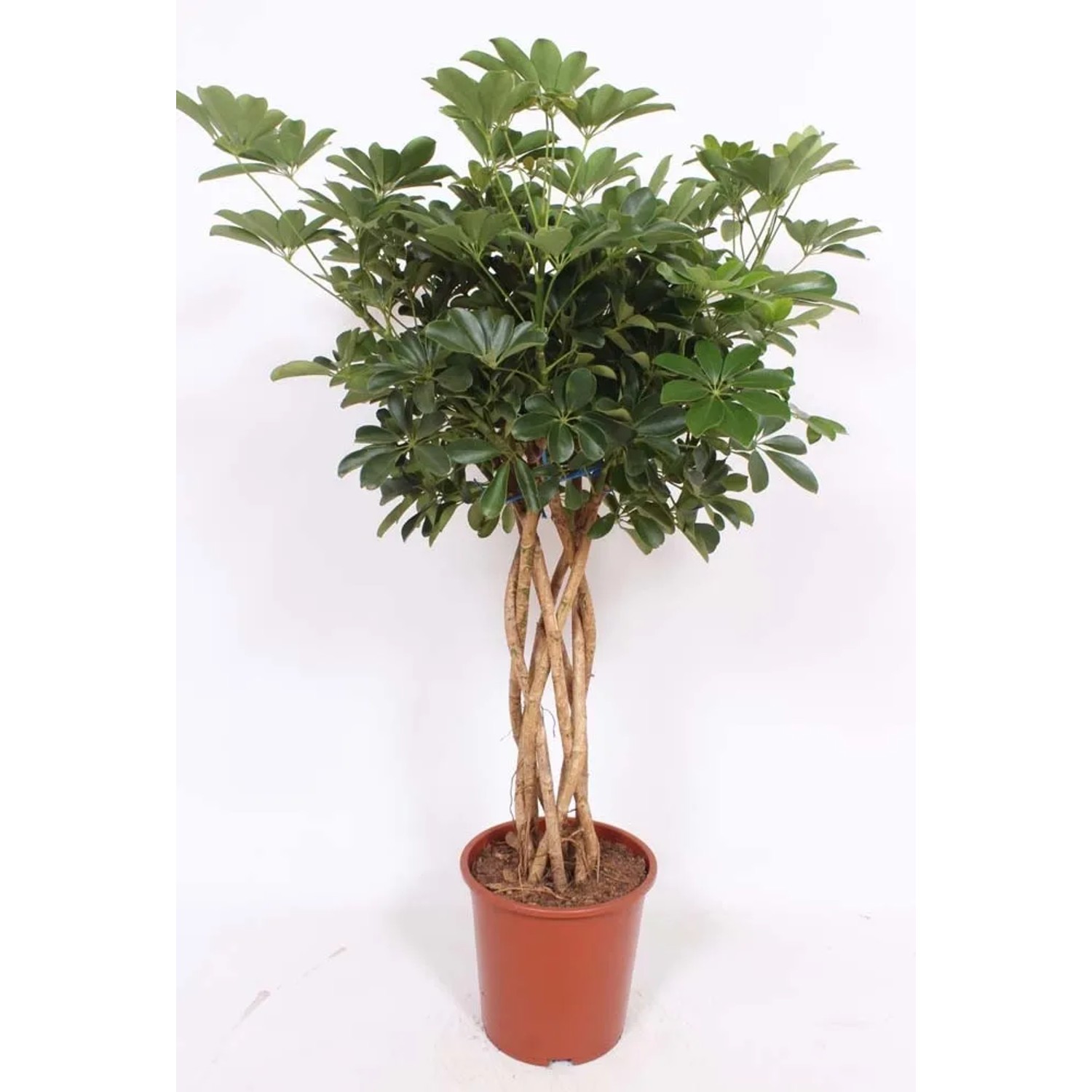 Stokrotka (Bellis) - don. 9 cm