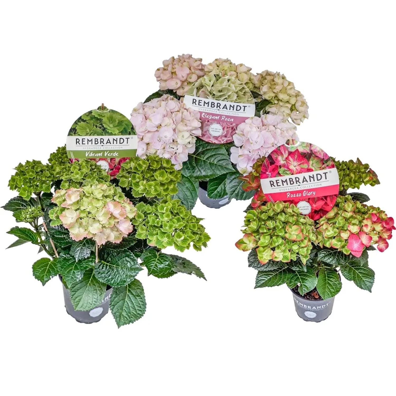 Hortensja ogrodowa (Hydrangea macrophylla) Rembrandt don. 15 cm