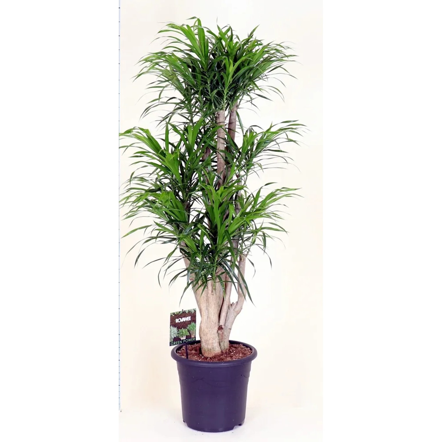 Dracena na pniu - wys. około 150 cm, don. 32 cm