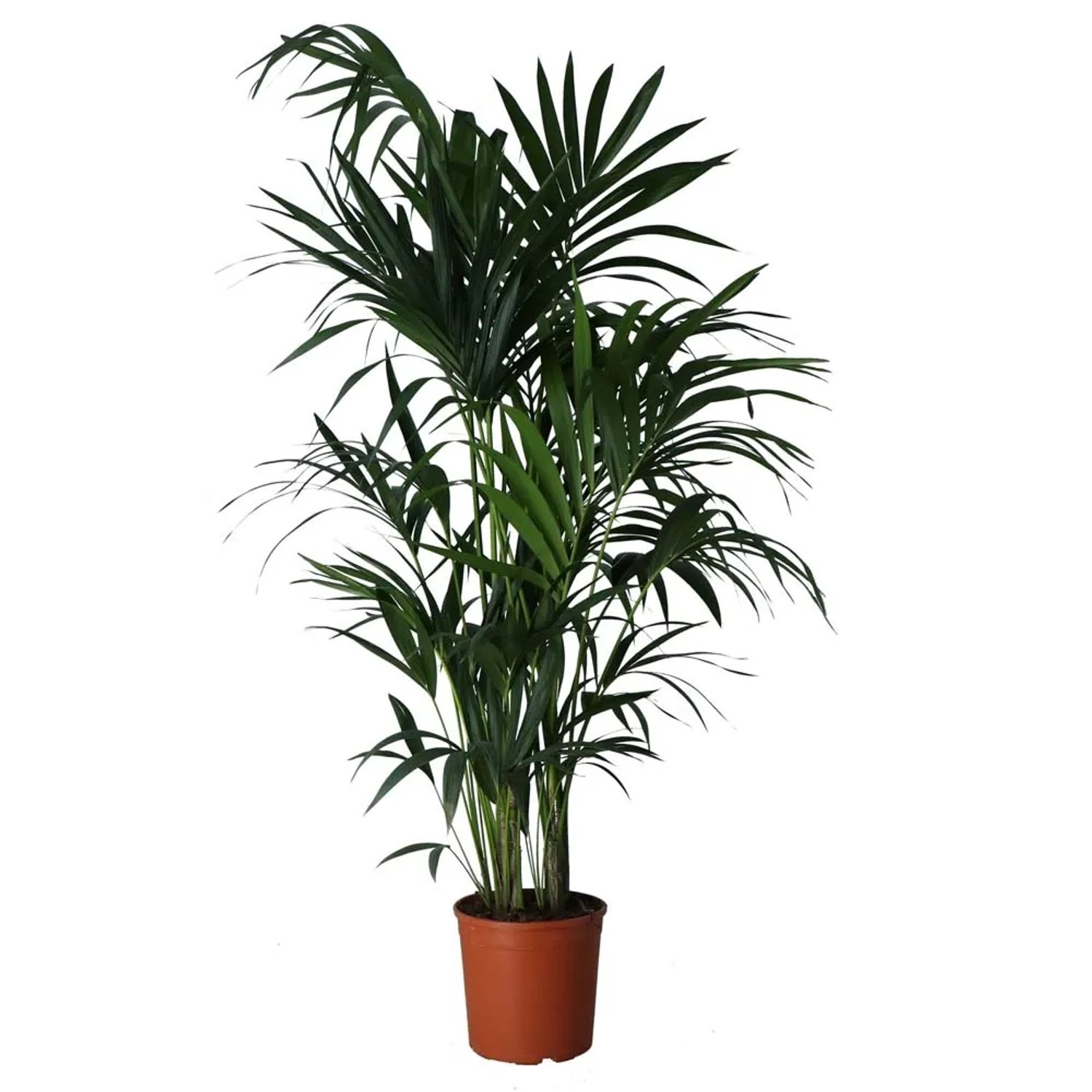 Palma Kentia - wys. 170 cm, don. 25 cm