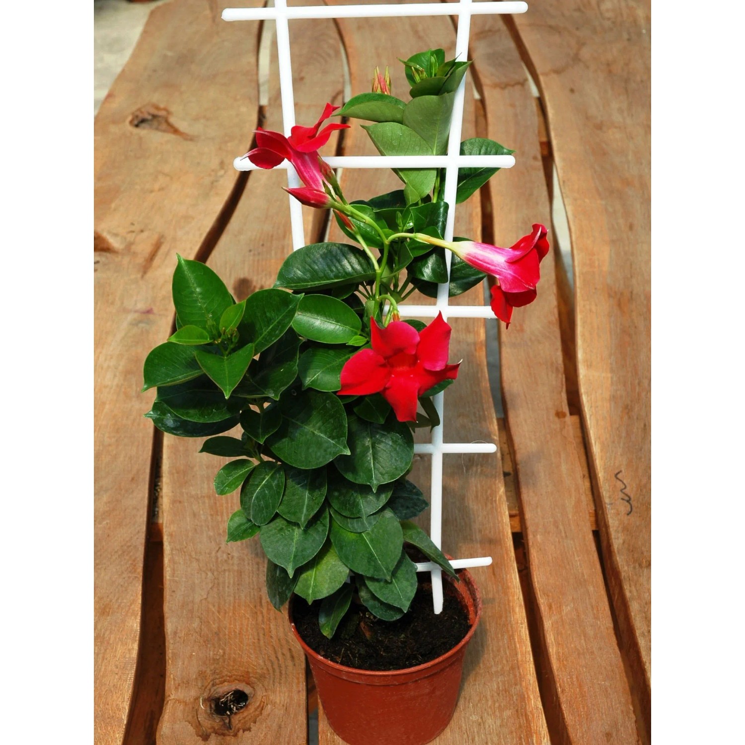 Dipladenia Sundaville (Dipladenia sp.) don. 12 cm