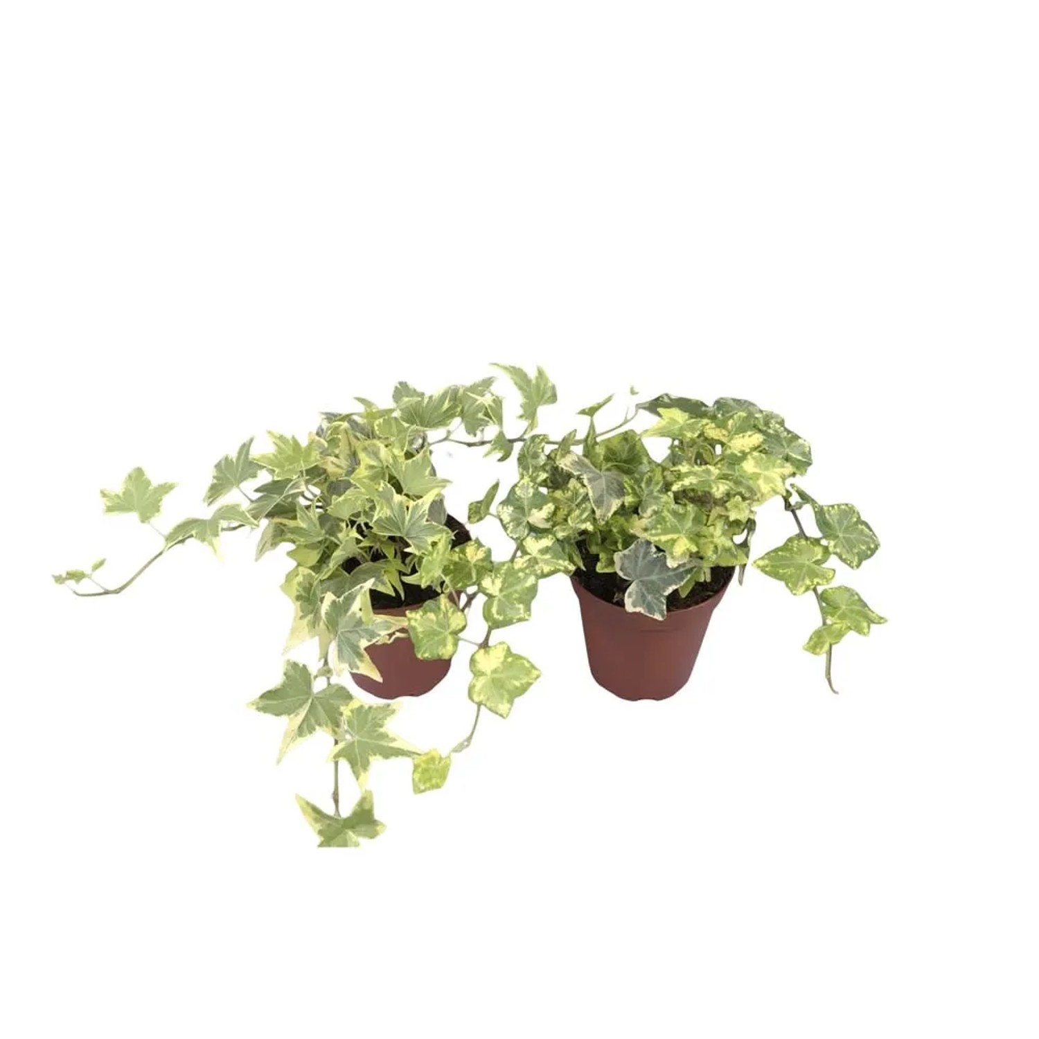 Bluszcz pospolity (Hedera helix)