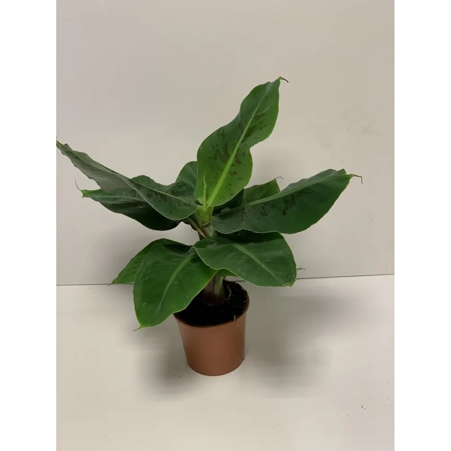 Musa Tropicana Bananowiec wys. 40-45cm