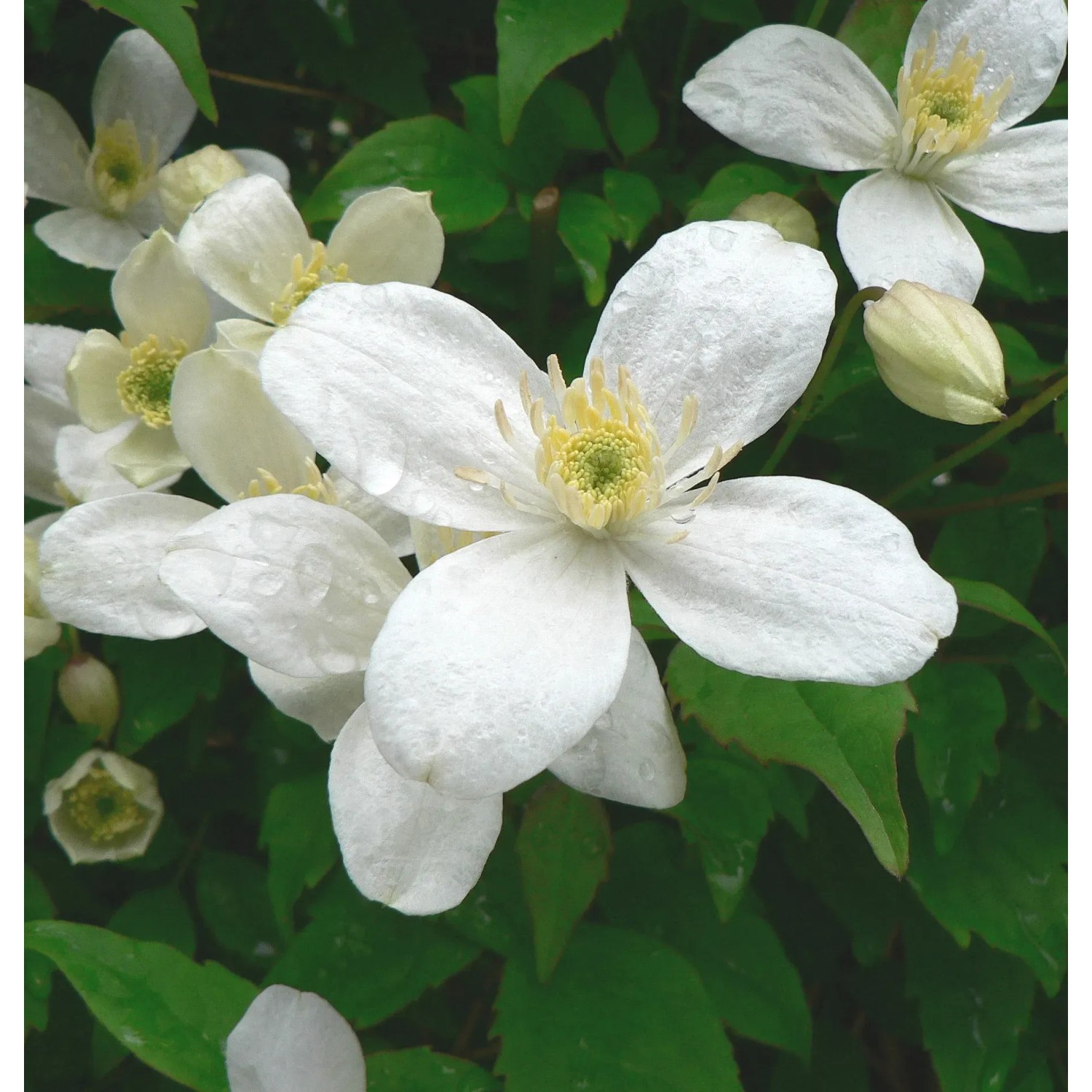 Powojniki bylinowe i botaniczne (Clematis sp.)