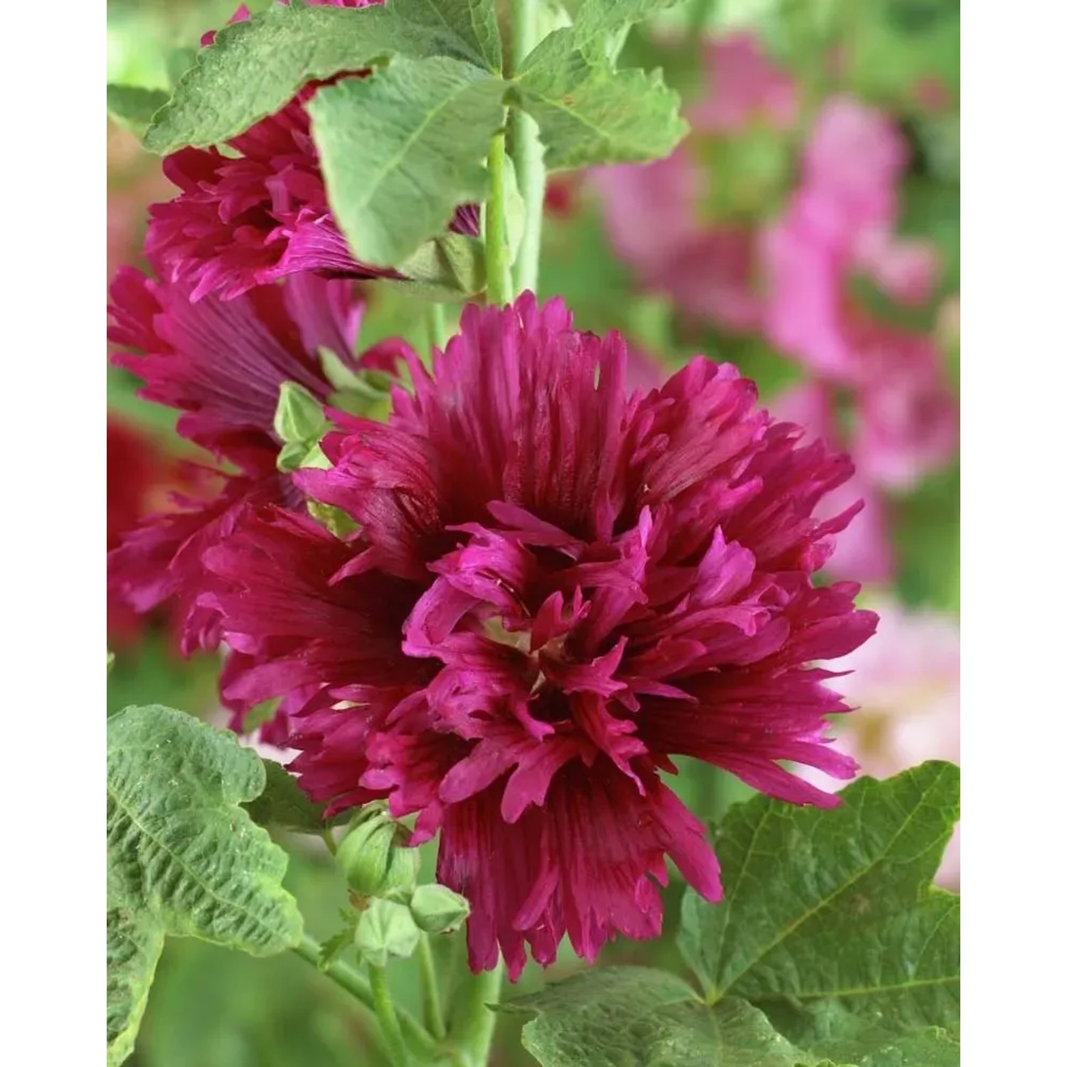 Alcea Spring Celebrities Crimson