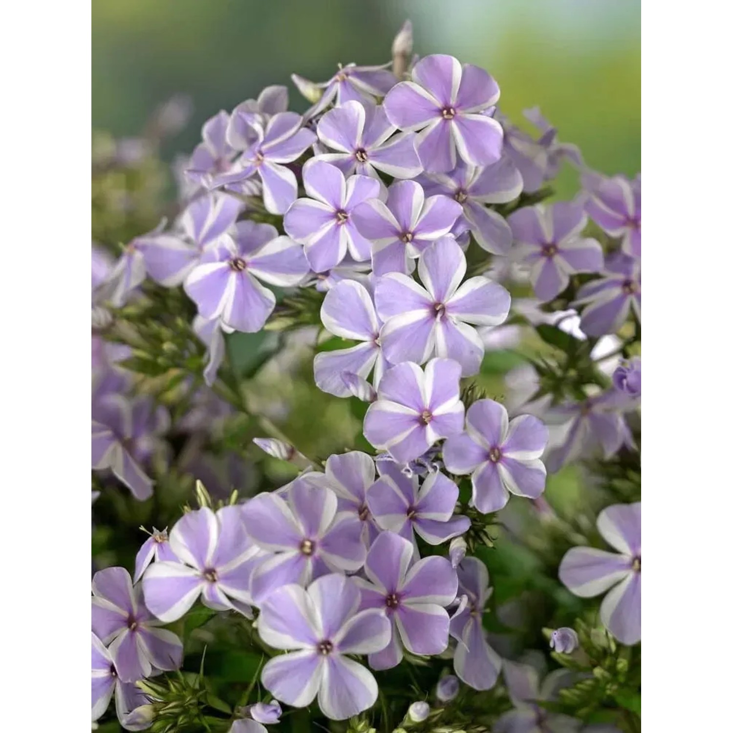 Floks (Phlox All in One)