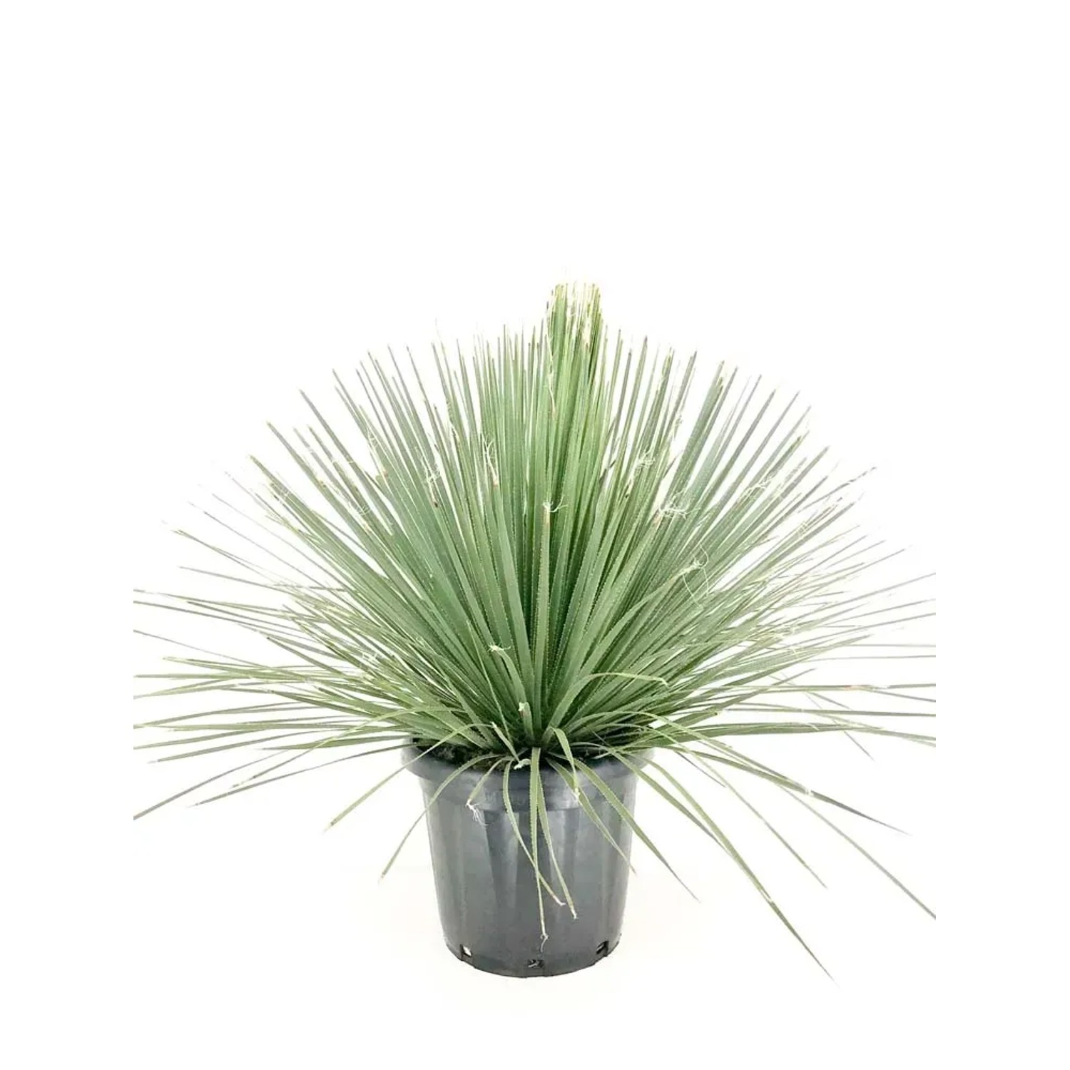 Dasylirion Serratifolium - wys. 75 cm