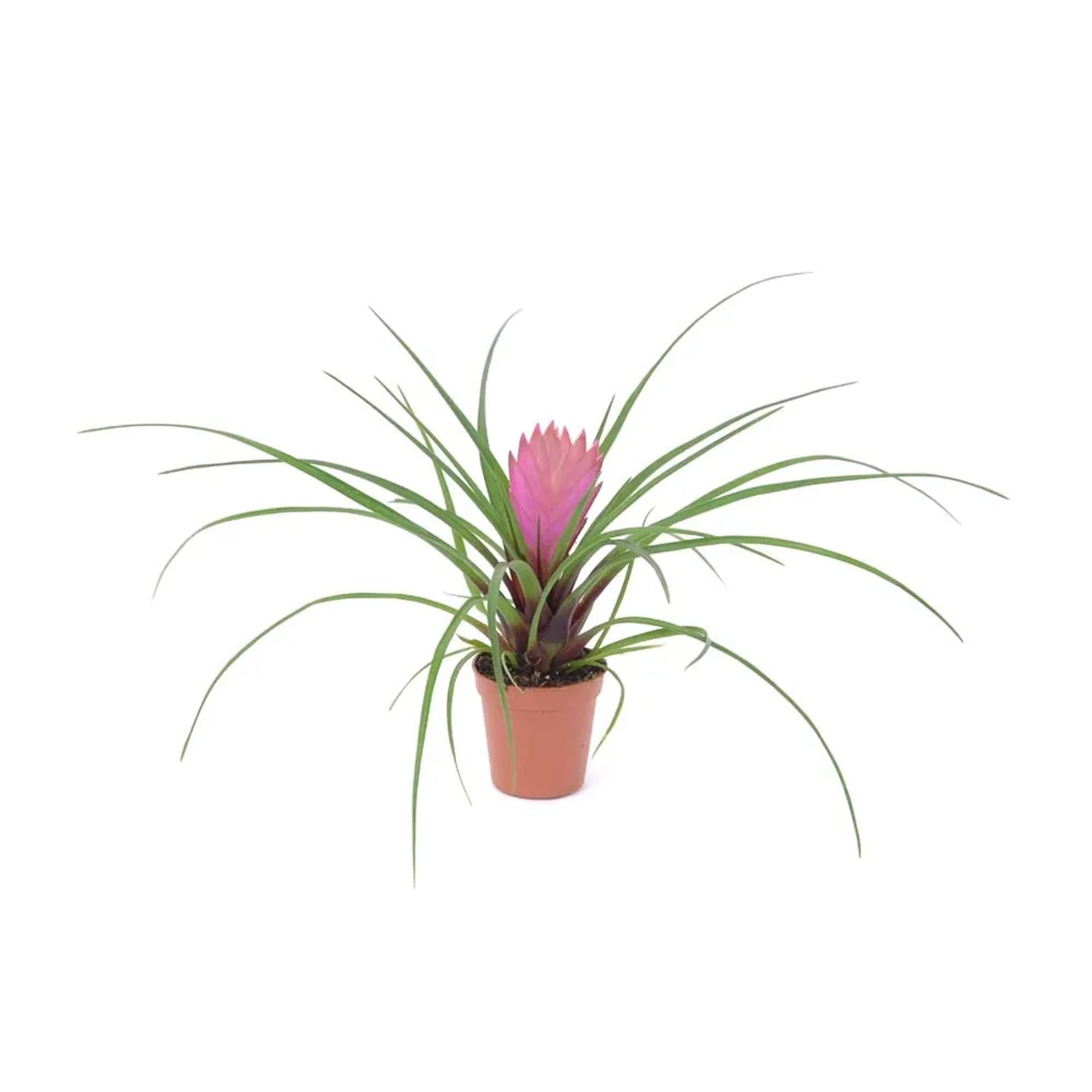 Oplątwa Tilandisia niebieskawa (Tillandsia Cyanea) - don. 5,5 cm